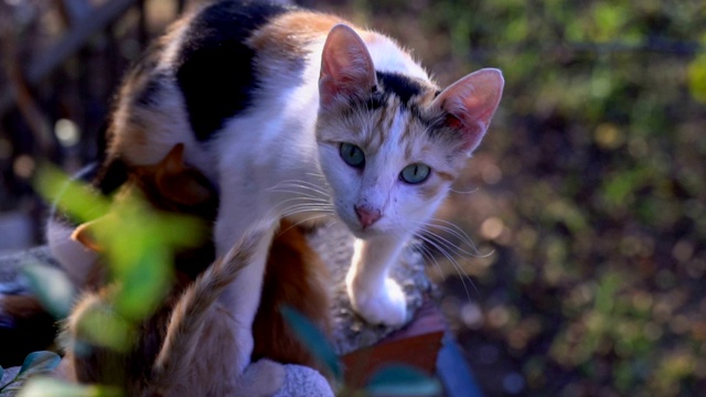 慢镜头里，小猫正在妈妈的怀里哺乳视频素材