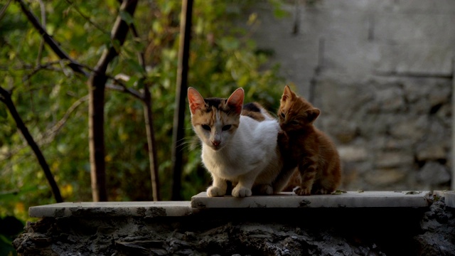 小猫们在花园的墙上擦爪子视频素材