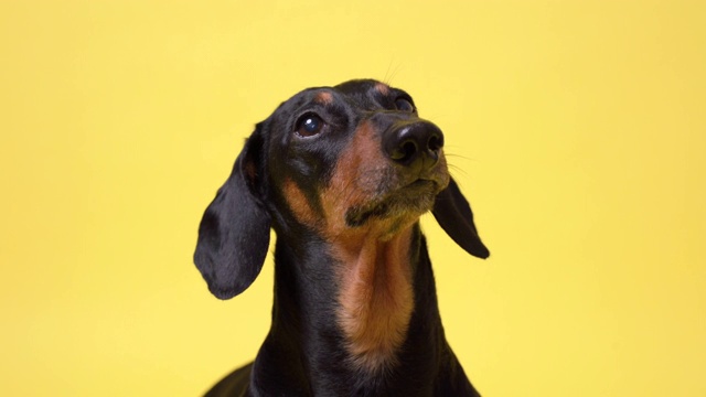 肖像腊肠犬，黑色和棕色，看着相机，孤立在黄色的背景。善良可爱聪明的狗。视频素材