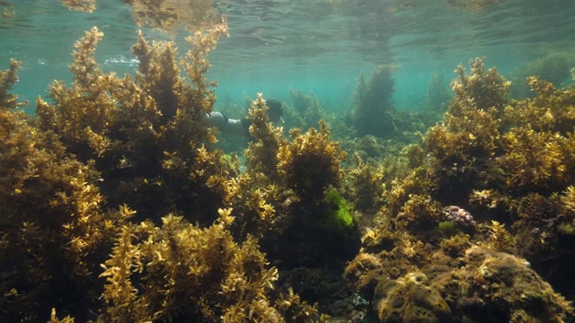 美丽的水下世界。清澈的海洋和海草与浮潜器。视频素材