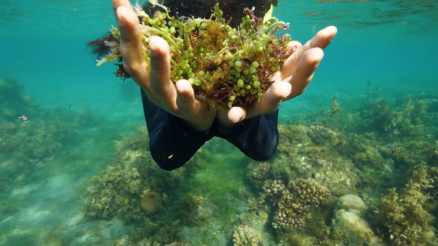 一个女人拿着海藻在蓝色的海洋里浮潜的水下镜头。视频素材