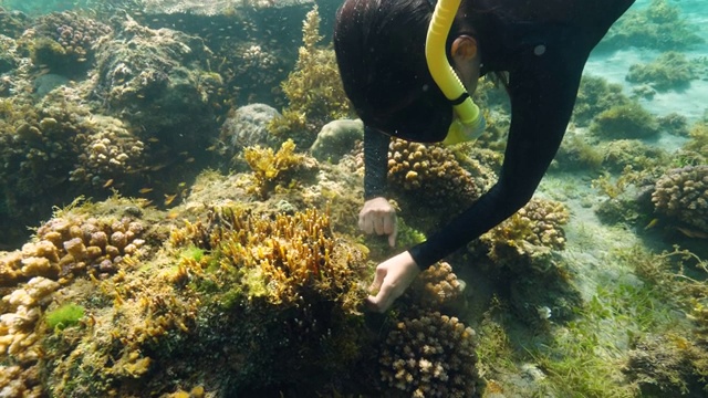 一位女性浮潜者在海洋下游泳并采摘海藻。视频素材