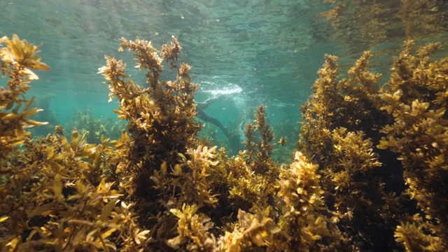 风景如画的海草花园与一个女人浮潜。视频素材