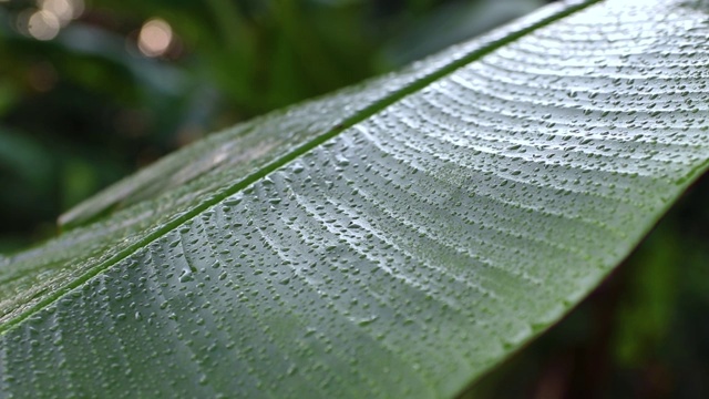 香蕉树的叶子有纹理的背轻清新的绿叶抽象的背景视频素材