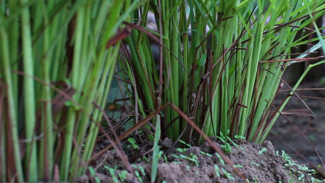 柠檬草或柠檬草或西印度群岛或香茅种植在地上。它是一种灌木，它的叶子是细长的绿色。它是一种草本植物，可以制成食物和药物视频素材