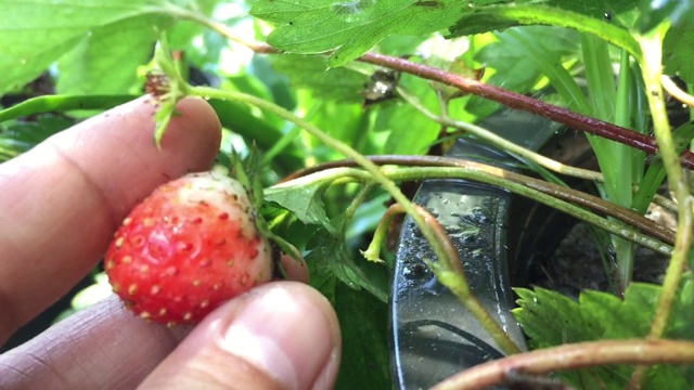 摘熟草莓的女人视频素材