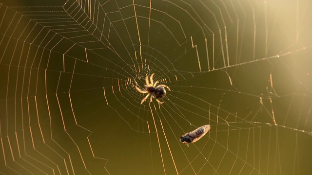 一只蜘蛛把它的猎物编织成一个茧，在一个夏天的早晨，一只苍蝇被蛛网缠住了视频素材