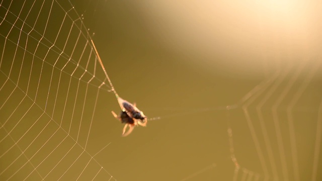 一只蜘蛛把它的猎物编织成一个茧，在一个夏天的早晨，一只苍蝇被蛛网缠住了视频素材