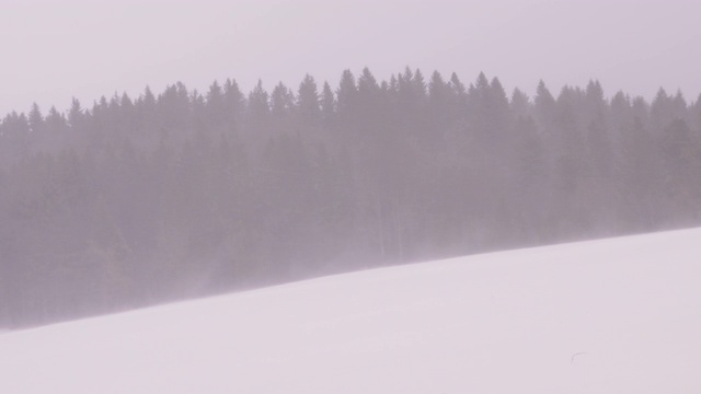 低能见度的暴风雪与松树的剪影在背景视频素材