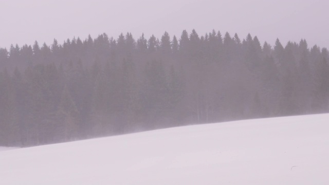 暴风雪和松树在山上的背景视频素材