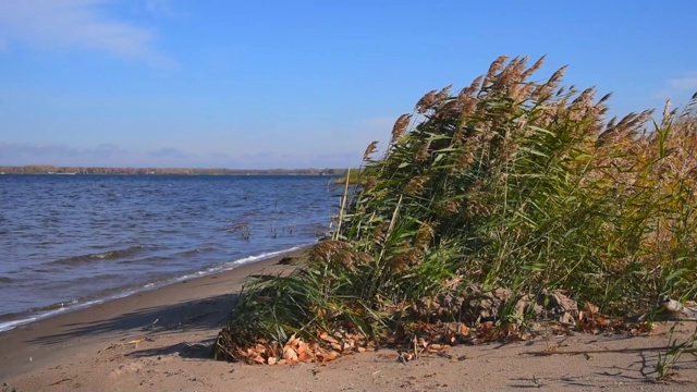 在一个阳光明媚、温暖的秋日，小波浪把白色的泡沫吹到沙滩上，芦苇和灌木丛在空旷的海滩上视频素材