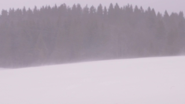 暴风雪和雪飑与松树的背景视频素材