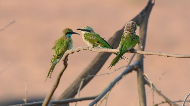 绿色的食蜂者栖息在夕阳下(梅洛普斯东方muscatensis)梳理自己。视频素材