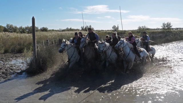 Aigues motes, Camargue, Occitanie，法国视频素材