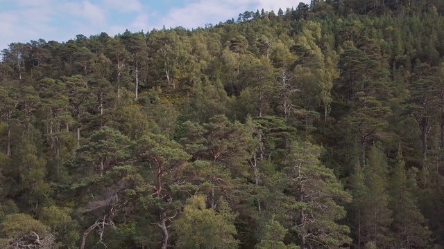 山上一片绿树森林的鸟瞰图。绿色的苏格兰森林，高地视频素材