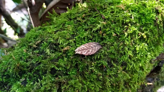 树皮上的绿苔视频素材