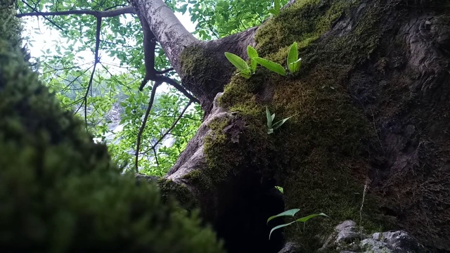 树上的苔藓和蕨类视频素材