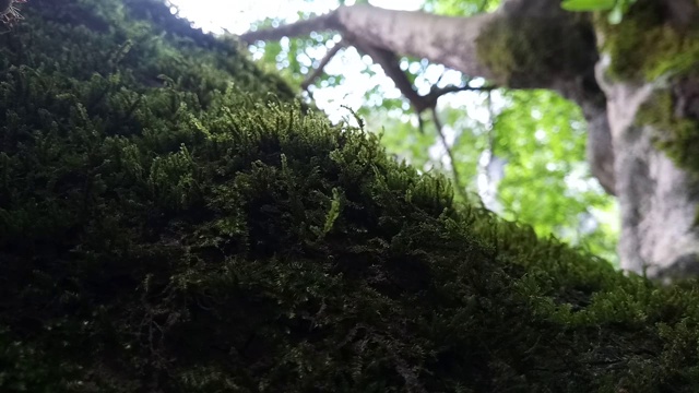 树上的苔藓和蕨类视频素材