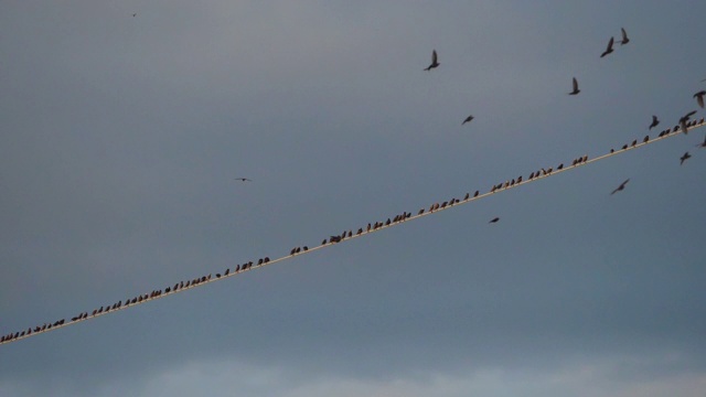 一群欧洲椋鸟(Sturnus vulgaris)栖息在头顶的电线上。Occitanie、法国视频素材