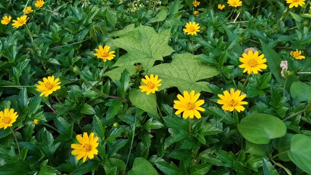 黄花场视频素材