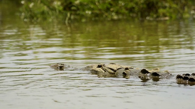 美国人�ï��½鳄鱼�ï���½(acutus)，塔科尔斯河，哥斯达黎加，中美洲视频素材