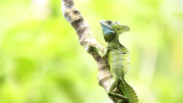 Common Basilisk ï¿¿½蜥蜴(耶稣基督蜥蜴)(Basiliscus Basiliscus)， Boca Tapada，哥斯达黎加，中美洲视频素材