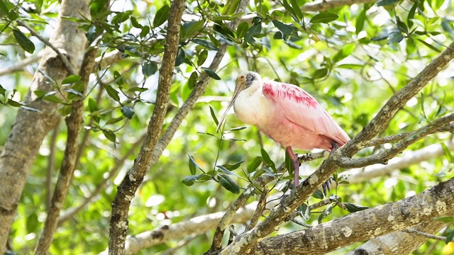 Roseate琵鹭ï¿¿½(Platalea ajaja)， Tarcoles河，哥斯达黎加，中美洲视频素材