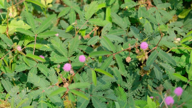 粉红色的含羞草花盛开在一片绿色的森林里视频下载