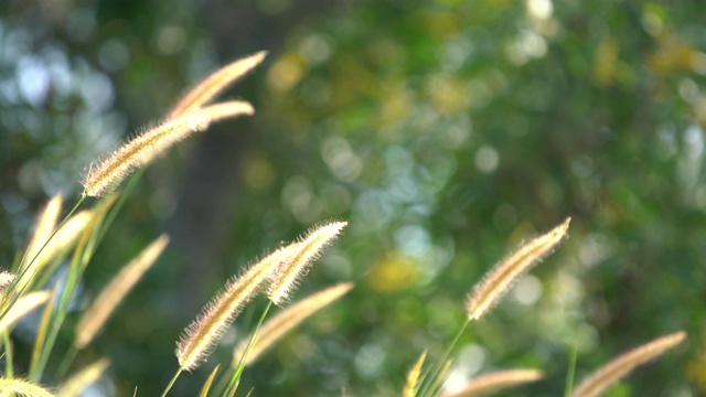 风吹高了芦苇花的背景视频素材