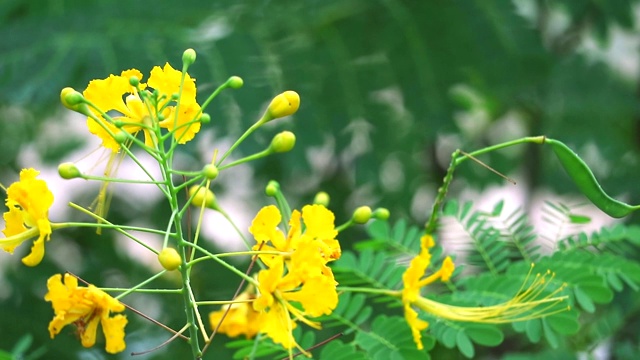 黄矮凤凰花，花篱笆，孔雀冠，巴巴多斯的骄傲天堂花随风移动视频素材