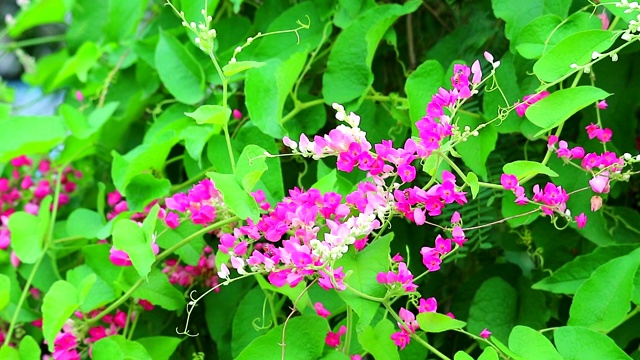 墨西哥爬山虎，爱之链或安提戈翁leptopus粉色花束花和蜜蜂找到蜂蜜视频素材