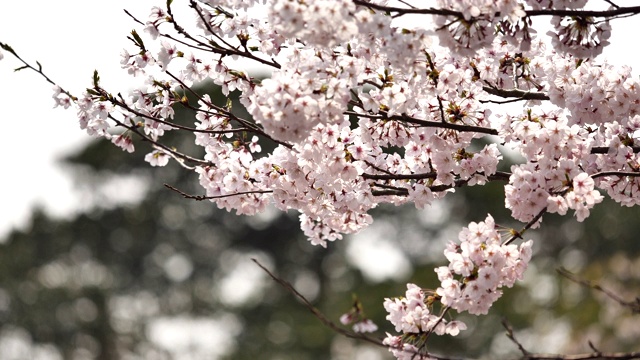 樱花视频素材