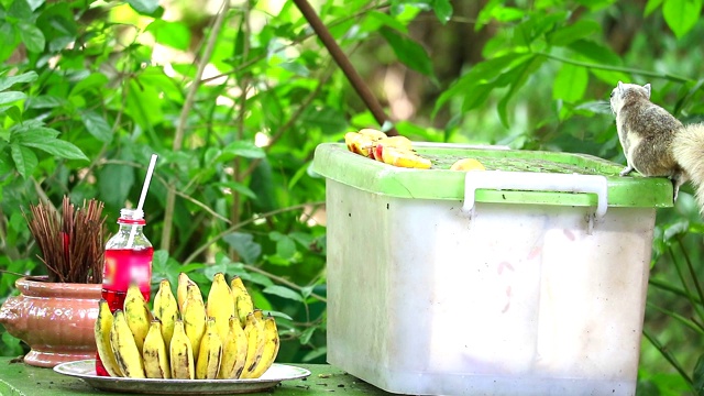 松鼠在花园里探索，吃水果之前一定要小心视频素材