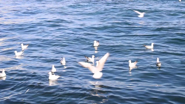 海鸥在深海里游泳视频下载