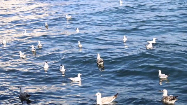 海鸥在深海里游泳视频下载