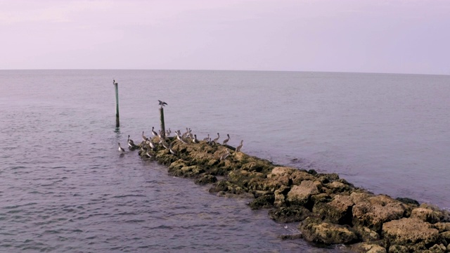 海鸥鸟瞰图在墨西哥湾旅游胜地。佛罗里达的马可岛海滩视频素材