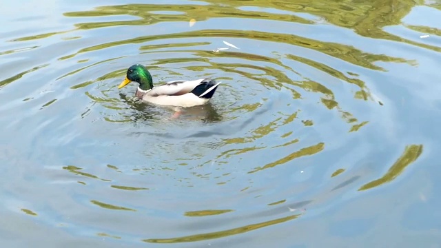 野鸭在公园的湖里游泳视频素材