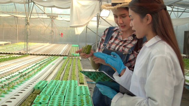 亚洲妇女植物学家检查生菜或绿色植物的状况，并检查水的ph值。4 k慢动作。视频素材