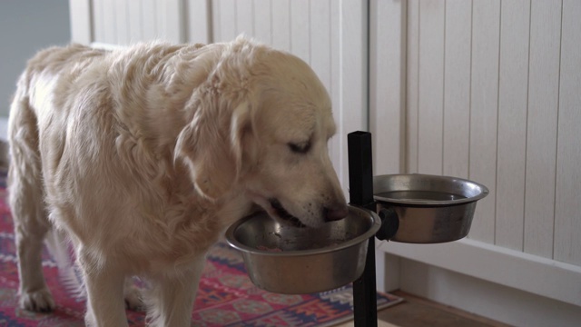 金毛猎犬在厨房里吃狗碗里的肉视频素材