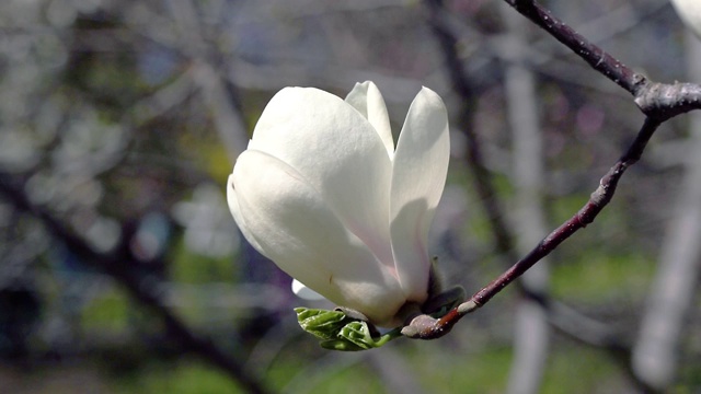 白玉兰花视频素材