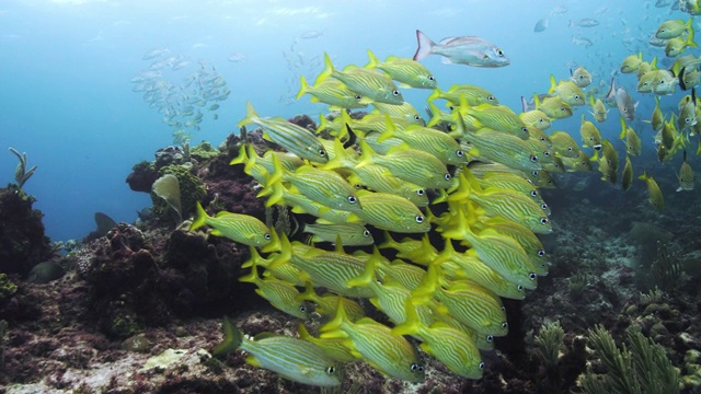 法国Gruntfish学校视频素材