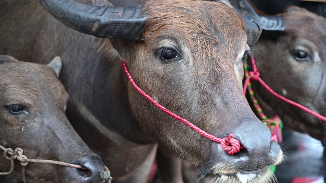 泰国水牛品种的农民用于农业。视频素材