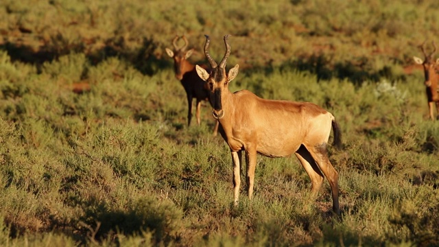 红羚(Alcelaphus buselaphus)，南非莫卡拉国家公园视频素材