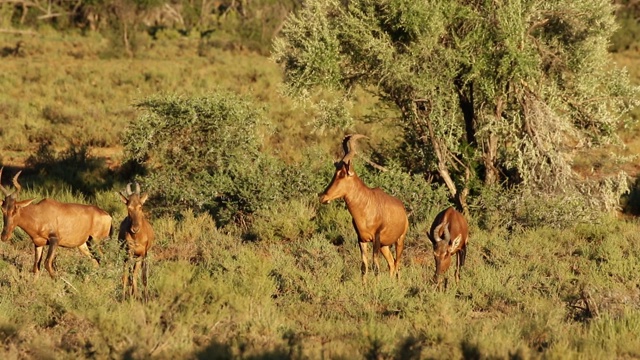 红羚(Alcelaphus buselaphus)，南非莫卡拉国家公园视频素材