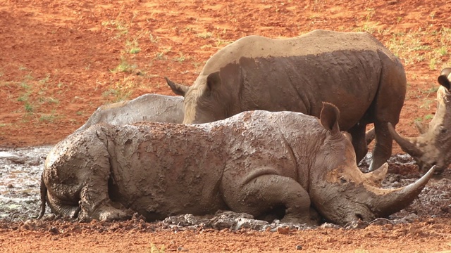 白犀牛(Ceratotherium simum)打滚泥，南非视频素材