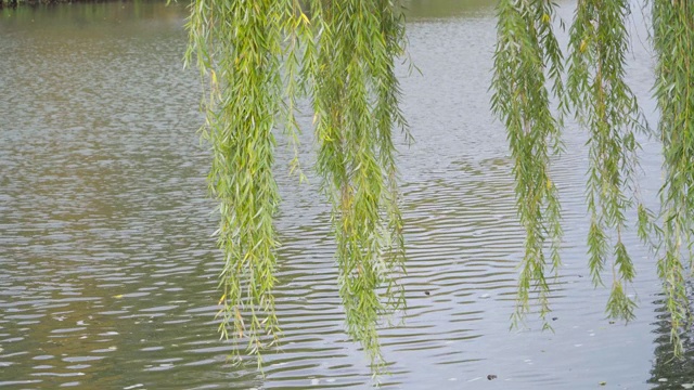 秋天的风景。柳树的枝头越过水面视频素材