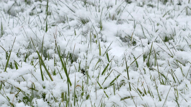 初冬的第一场雪。视频素材