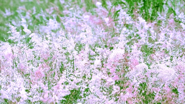 红色和白色的草花随风在田野里移动视频素材