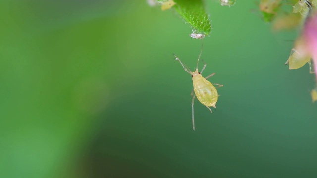 园林中蚜虫、害虫悬挂在植物叶片上。蔬菜上的毒蜘蛛螨。色彩鲜艳的绿色背景。视频素材