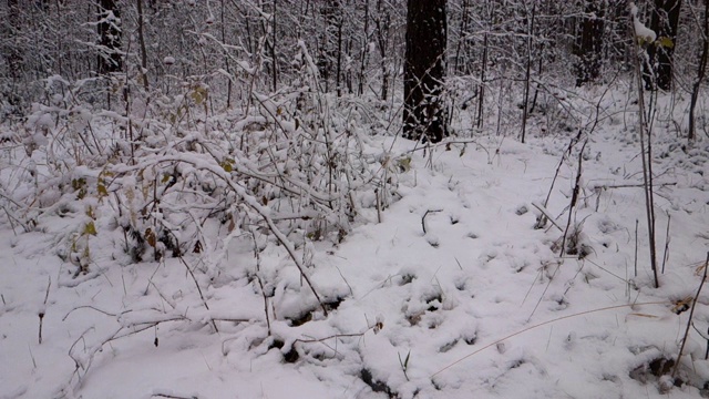 冬天的森林里下雪了视频素材